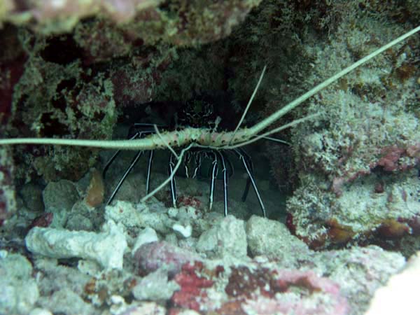 lanP7171174.JPG