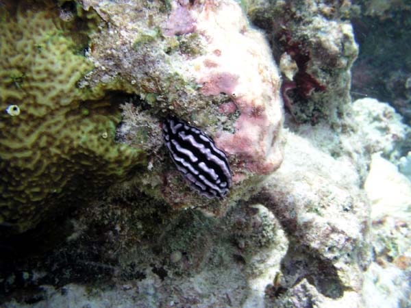 sneP7191359.JPG