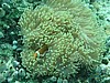 aneP1010411.jpg