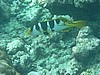 barP1010276.JPG