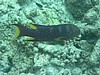 barP1010345.JPG