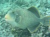 druP7161072.JPG