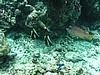 falP1010273.JPG