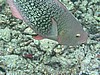papP1010350.JPG
