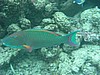 papP1010416.JPG