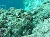 scoP1010471.JPG