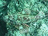scoP1010474.JPG