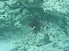 scoP7171255.JPG