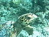 silP7171123.JPG