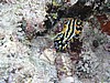 sneP7130834.JPG