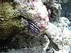 sneP7191359.JPG