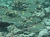 solP7171204.JPG