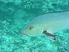 strP7160962.JPG